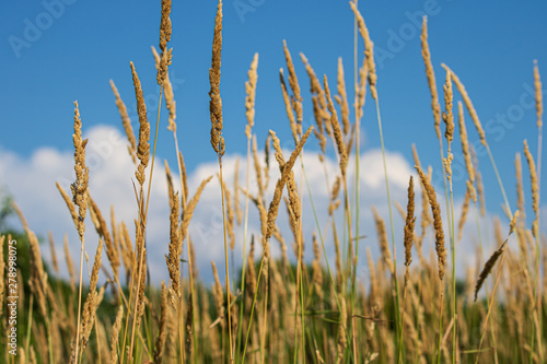 Tall grass with blue sky and clouds