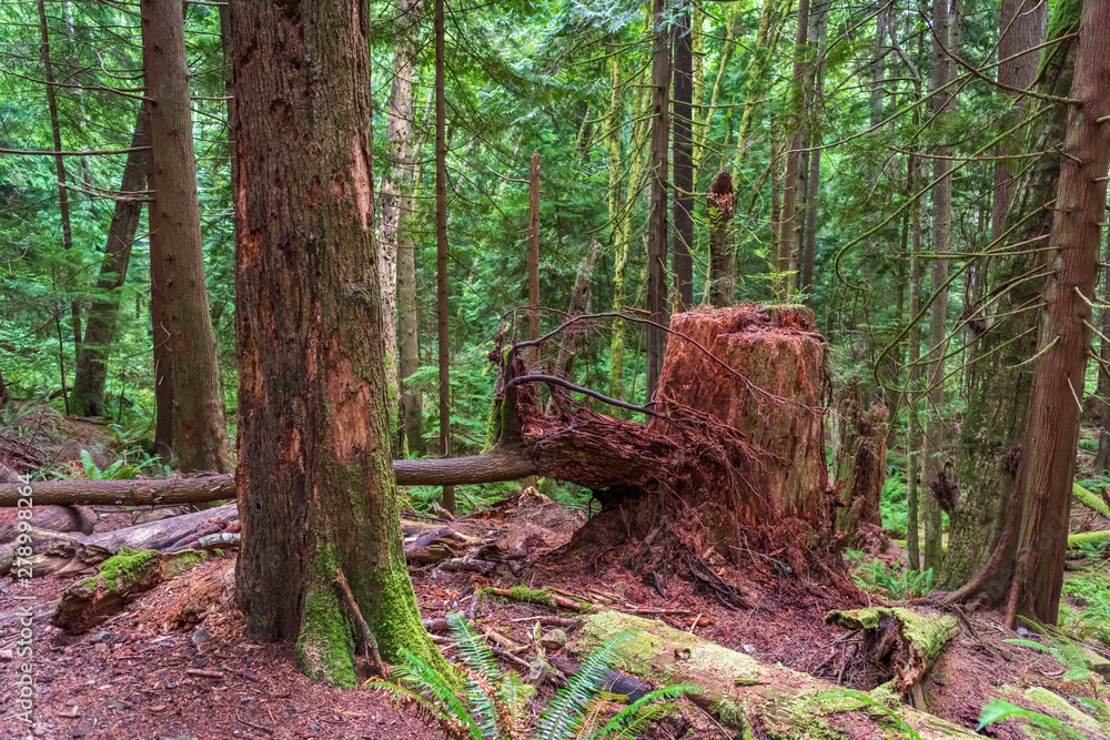 View at Trail in Park in Vancouver, Canada. View at Trail in Park in Vancouver, Canada.