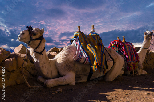 Dromedar camel in the background sands of hot desert  Egypt  Sinai