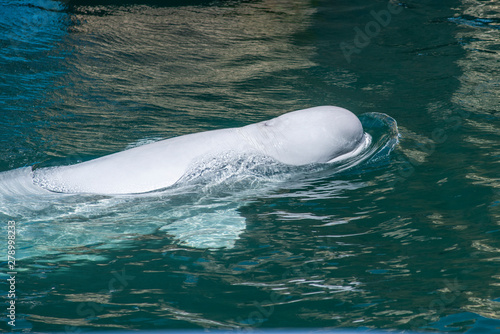 one beluga whale  white whale in water