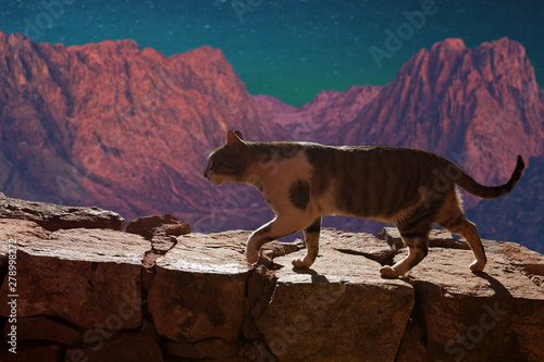 The cat walks along the trail against the backdrop of the mountain of Moses in Egypt 