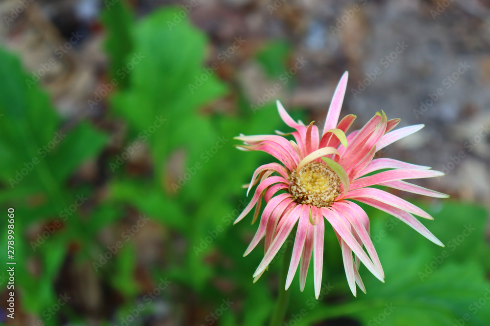 pink flower in the garden pink flower in the garden