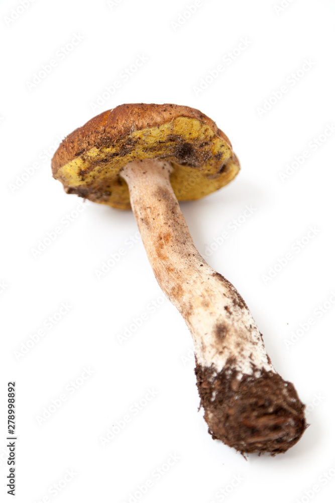 Mushroom berry on white background. View from above Mushroom berry on white background. View from above