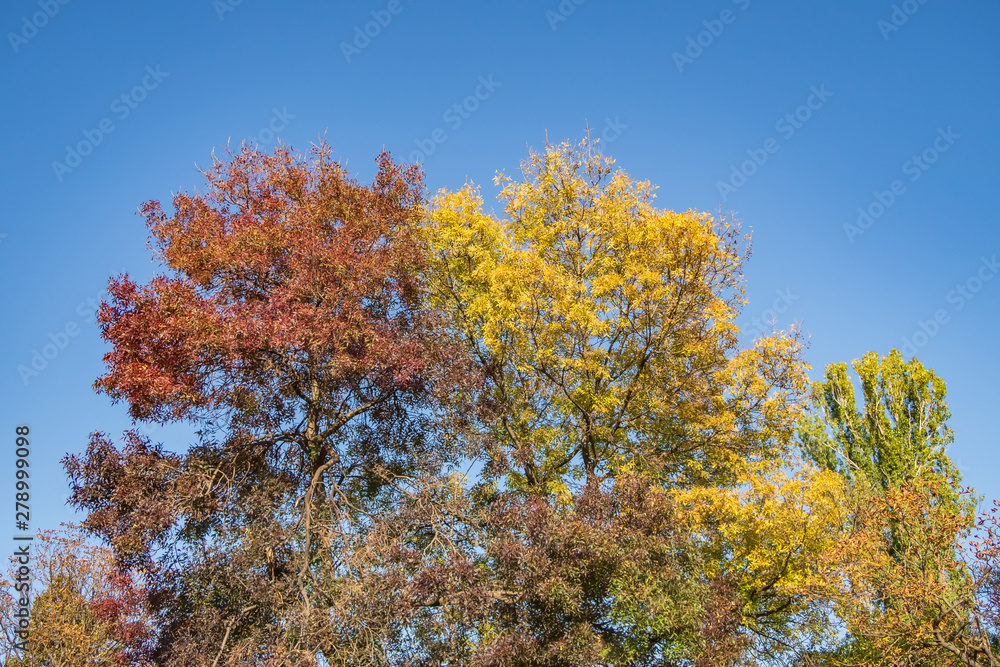 Colourful  autumn trees