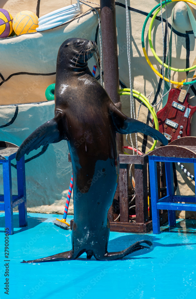 Fototapeta premium Sea lion on stage in the Dolphinarium