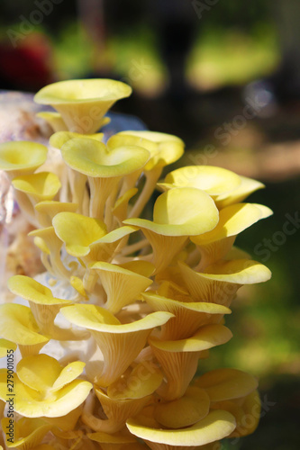 Close up yellow oyster mushrooms outside