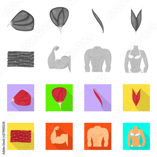 Vector design of fiber and muscular icon. Set of fiber and body stock symbol for web.