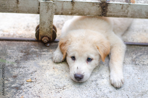 Cute puppy is lying on the floor. © stpadcharin