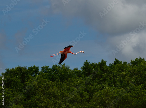 Flamenco volando