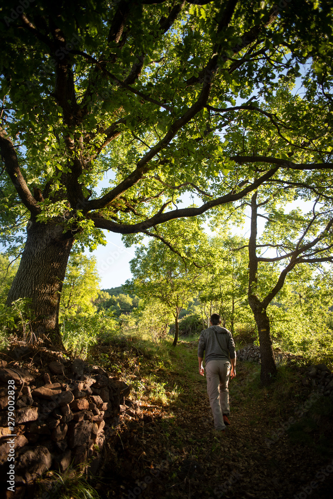 Man relaxing on a mountain trail with green trees. Man relaxing on a mountain trail with green trees.