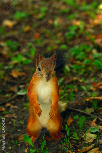 squirrel standing on its hind legs on the grass in the park © Sergey