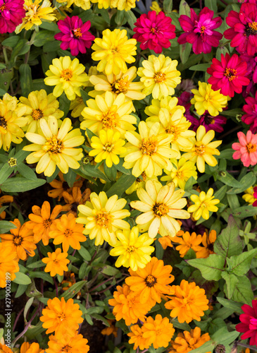 Yellow flowers and some purple flowers with a green background