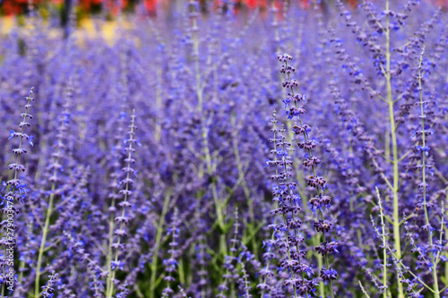 Beautiful lavender flowers bloom in the garden in summer, lavender background, perfumery. Bushes of lavender purple aromatic flowers