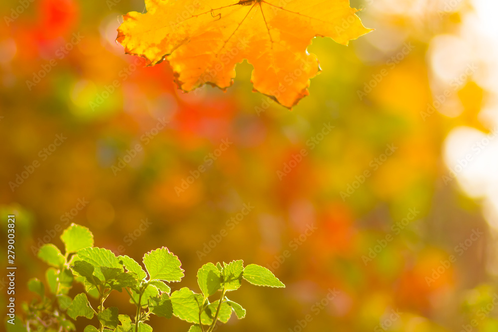 Yellow and green leaves on a blurred background. The concept of growth and decline. The beginning and end of life. Autumn pattern. Creative copy space