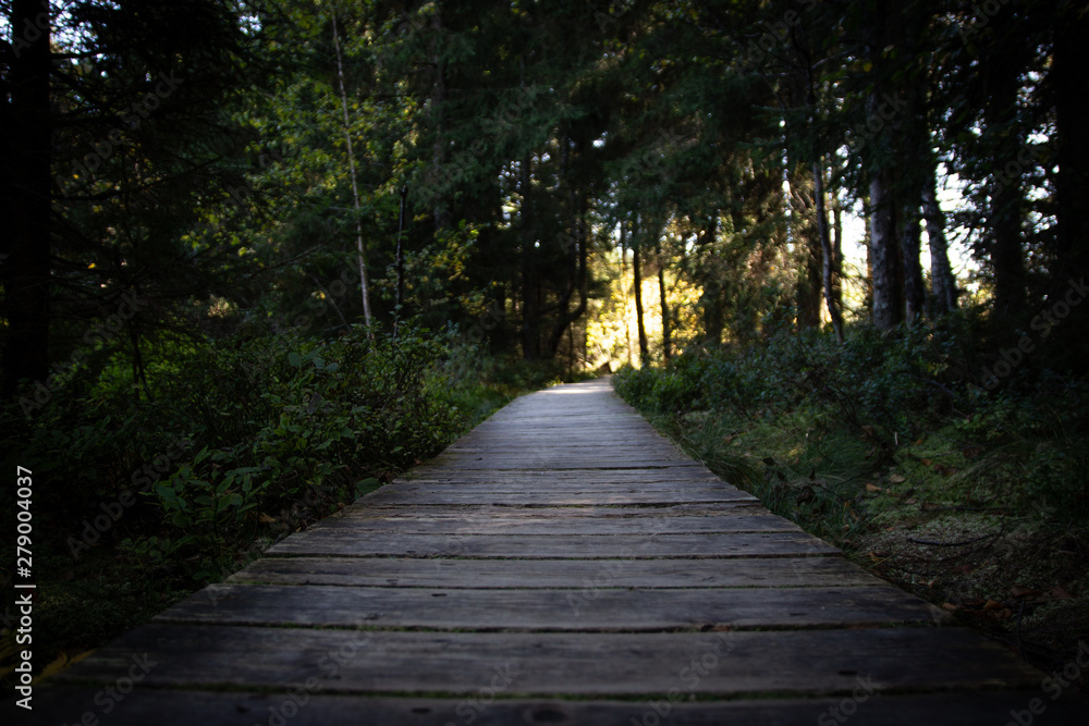 Obraz premium Holzweg