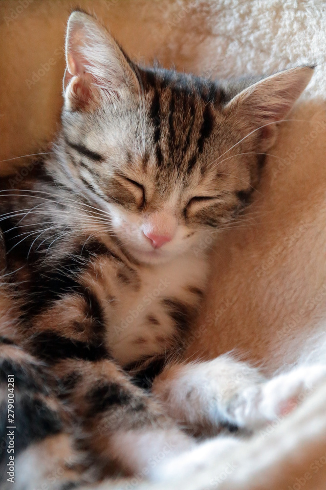 gattino che dorme, sleeping kitten 
