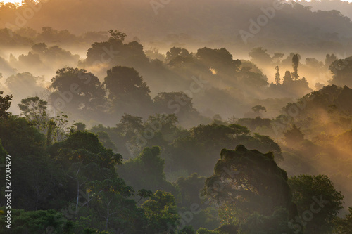 Photography Tropical Rainforest