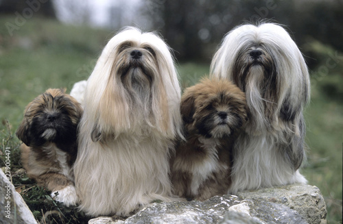 Foto Lhasa Apso