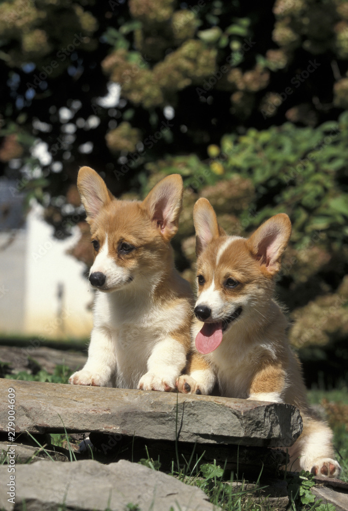 Welsh Corgi Pembroke puppies Welsh Corgi Pembroke puppies
