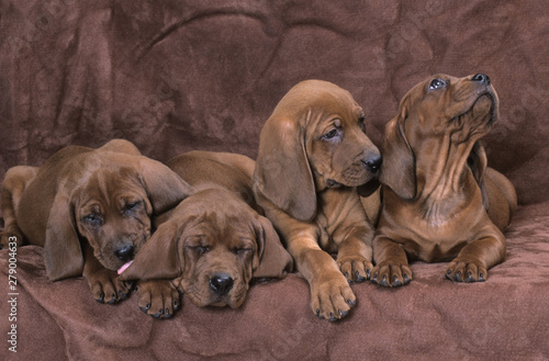 Redbone Coonhound puppies photo