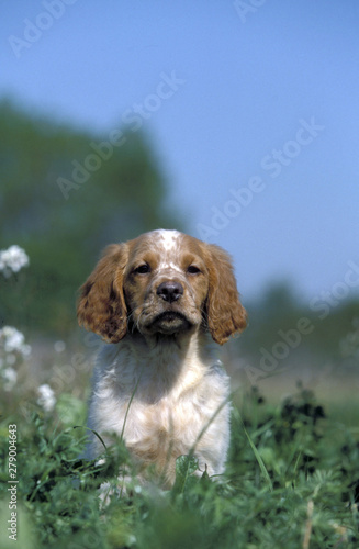 Brittany Spaniel puppy