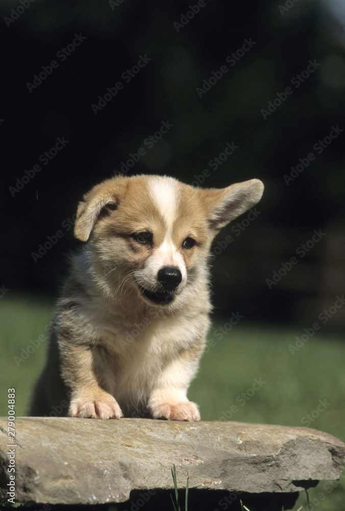 Fototapeta premium Welsh Corgi Pembroke puppy
