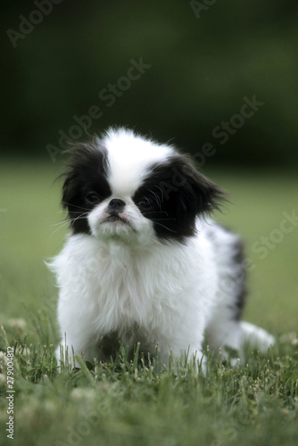 Fototapeta Japanese Spaniel puppy