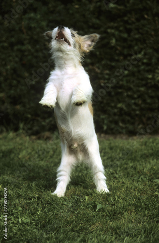 Jack Russell Terrier © Lifanimals