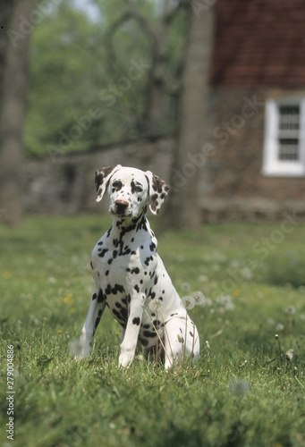 Dalmatian dog outside