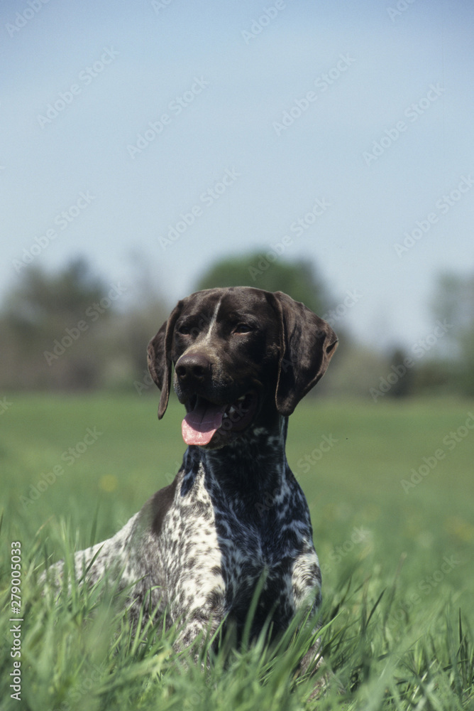 German Shorthaired Pointer