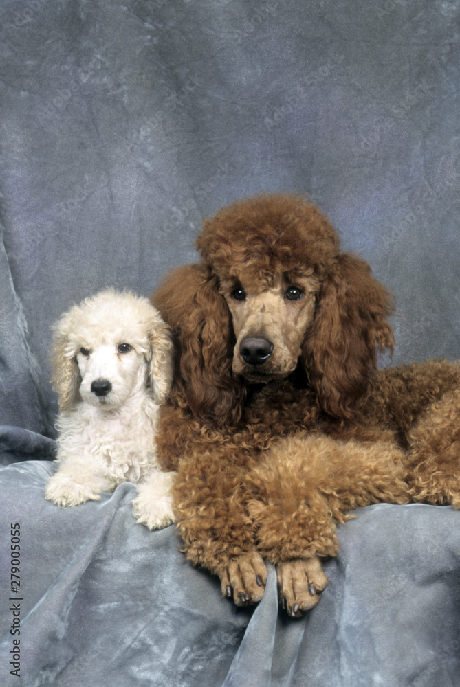 Poodle adult and puppy