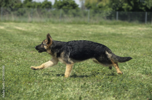 German Shepherd puppy running © Lifanimals