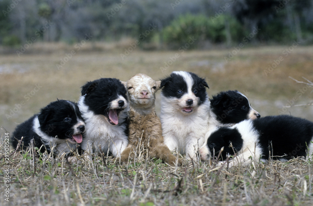 Obraz premium Border Collie