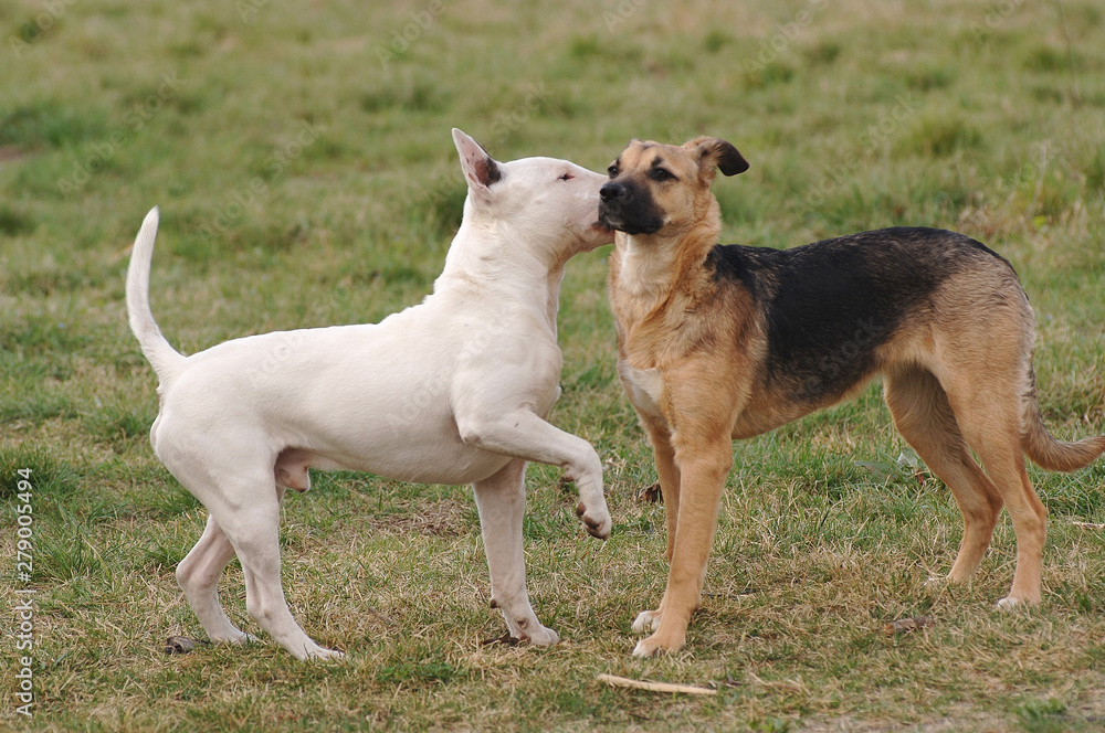 Bull Terrier Bull Terrier