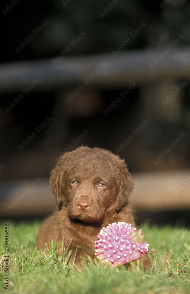 Fototapeta premium Chesapeake Bay Retriever