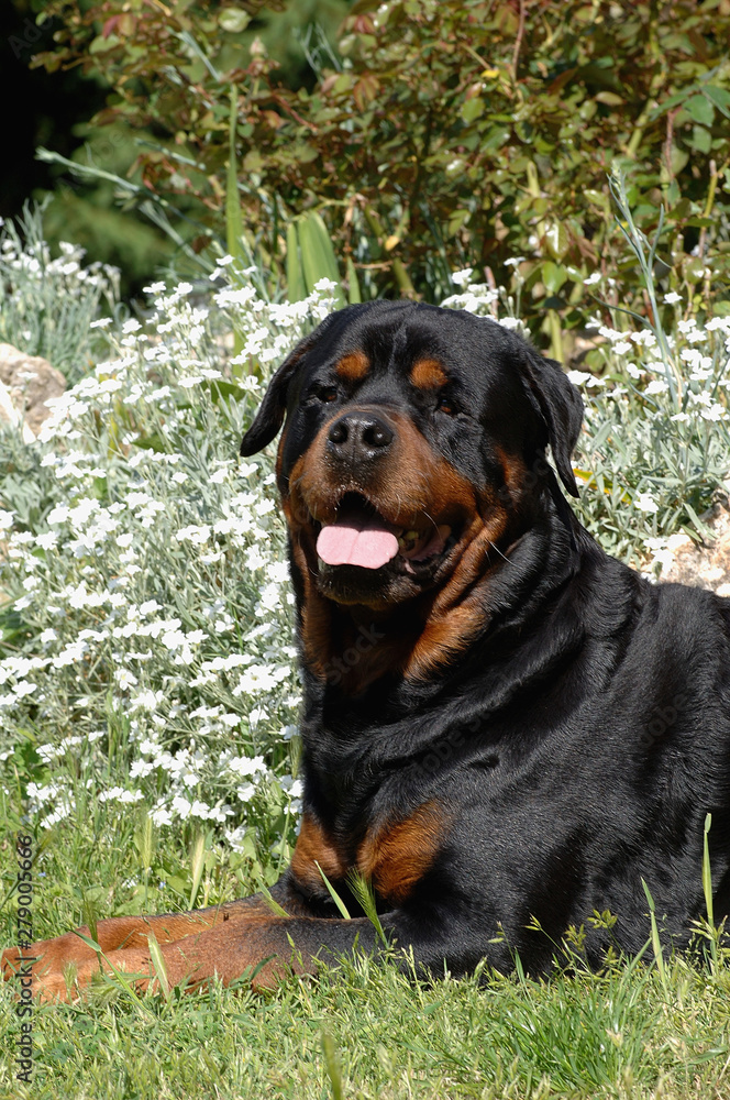 Obraz premium Rottweiler