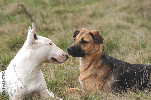 Bull Terrier