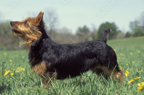 Obraz na płótnie Australian Terrier