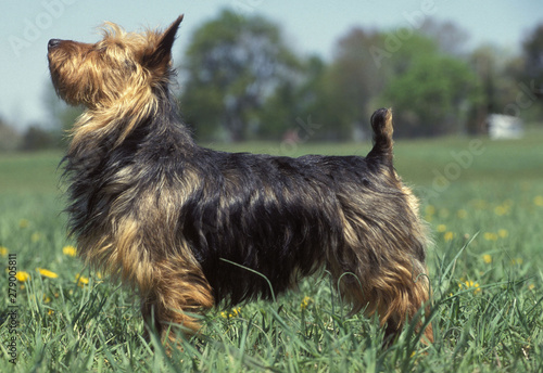 Billede på lærred Australian Terrier