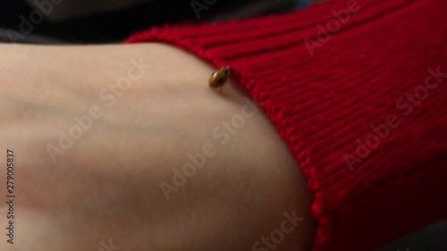 Ladybug crawls on the hand of a girl.