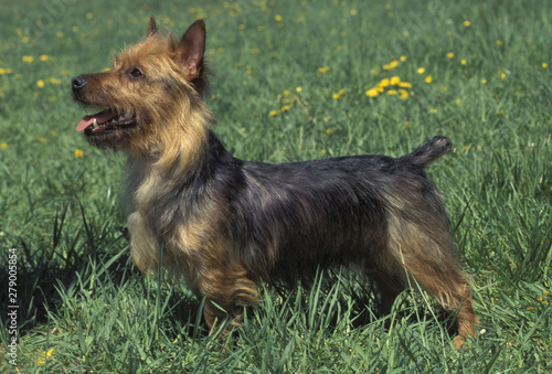 Obraz na plátne Australian Terrier
