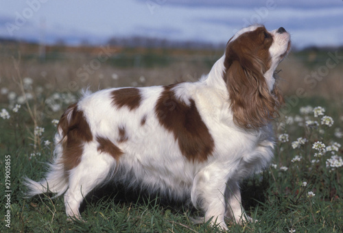 Fototapeta Naklejka Na Ścianę i Meble -  Cavalier King Charles Spaniel