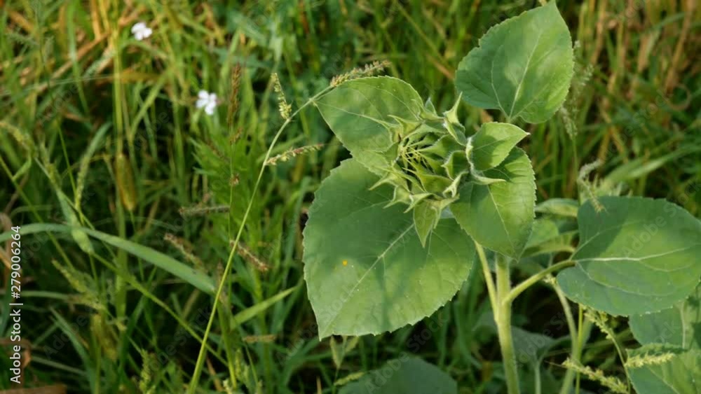 Growing sunflower, Helianthus annuus. Unblown green bud of sunflower with green leaves. Young inflorescence. Front of green grass. Growing sunflower, Helianthus annuus. Unblown green bud of sunflower with green leaves. Young inflorescence. Front of green grass.