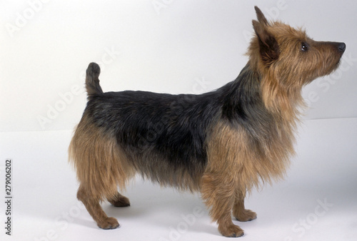 фотографія Australian Terrier