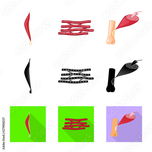 Vector design of fiber and muscular symbol. Set of fiber and body stock vector illustration.
