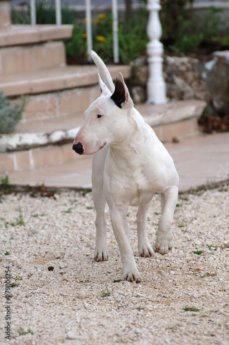 Fototapeta Naklejka Na Ścianę i Meble -  English Bull Terrier