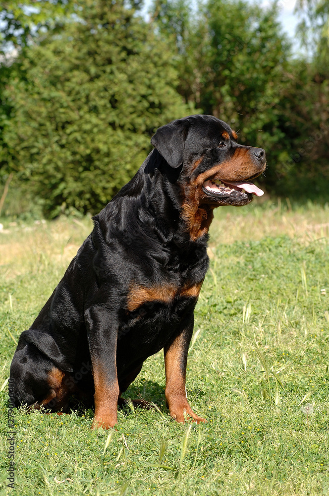 Rottweiler Rottweiler