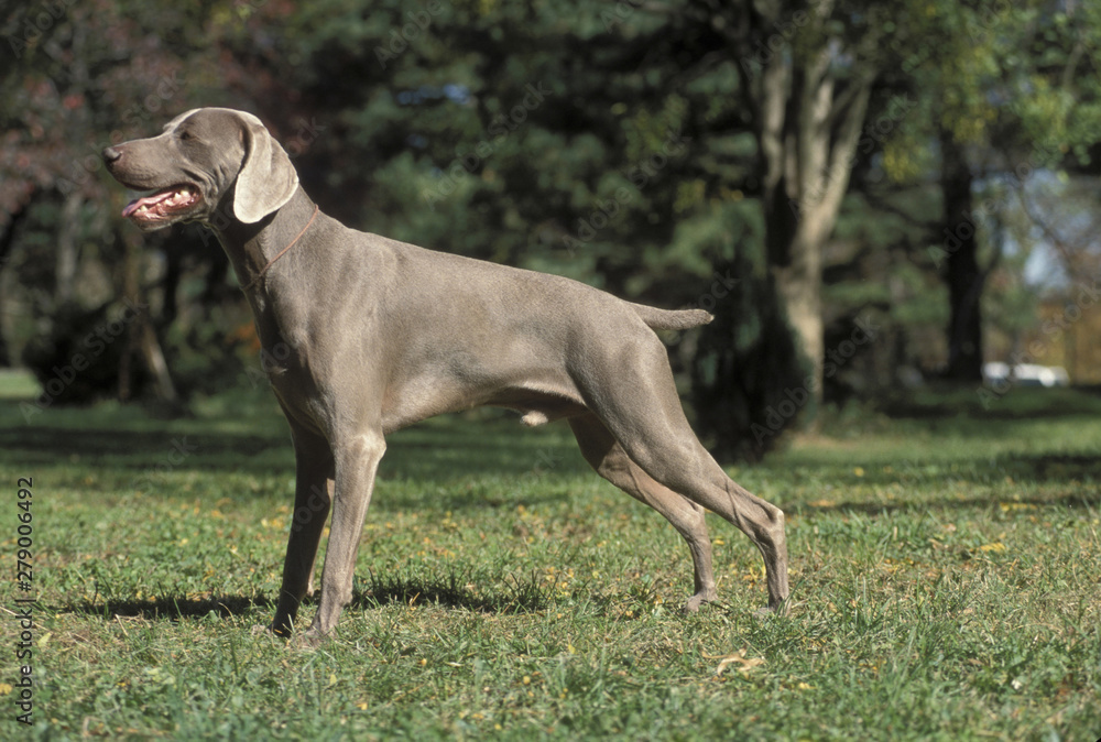 Weimaraner Weimaraner