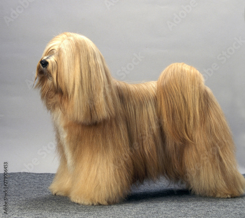 Fotografia Tibetan Terrier