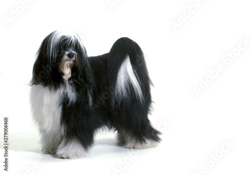 Foto Tibetan Terrier